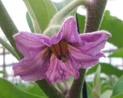 ASCENZA destaca las propiedades del molibdeno y boro en la floración y producción de cultivos