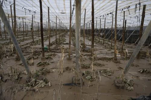 El Ayuntamiento de Almería bonificará el pago del ICIO a los afectados por el temporal que pidan licencia para reformar sus invernaderos o inmuebles