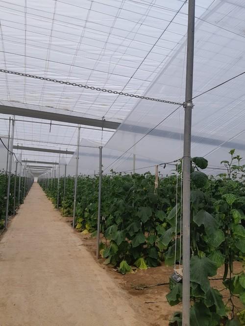 Politiv propone tres alternativas de plástico para doble techo para perder la mínima cantidad de luz transmitida a las plantas