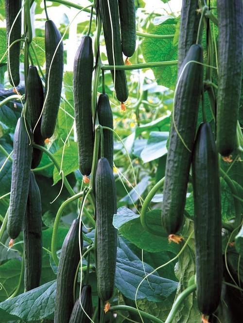 Litoral RZ, la referencia en siembras medias por su gran adaptación a cualquier zona de producción