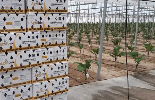 Cultivo limpio y protegido gracias a los protocolos y el asesoramiento de Agrobío