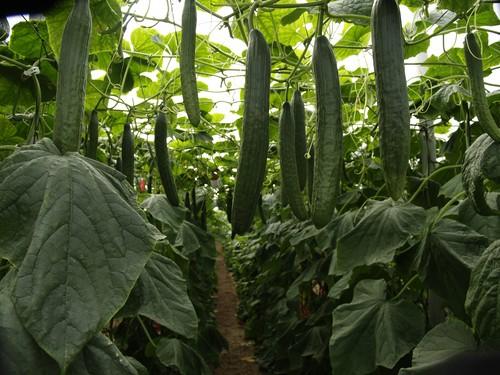 Semana negra para los precios en los tres tipos mayoritarios de pepino