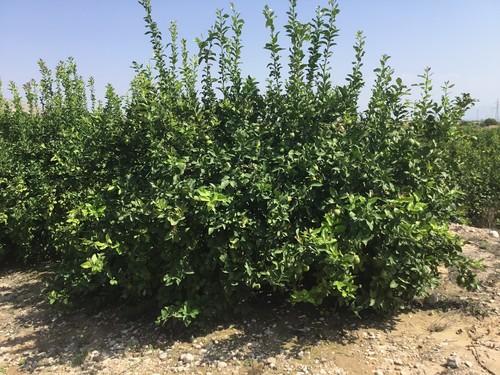 Nuevo registro de EDYPRO para fertilizante orgánico en cultivo ecológico