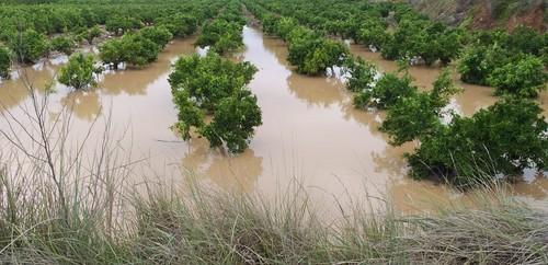 Ecoculture consigue recuperar con rapidez raíces y plantas en cultivos afectados por la reciente dana