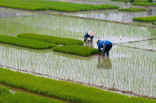 GLOBALG.A.P. colabora con la Plataforma para un Arroz Sostenible
