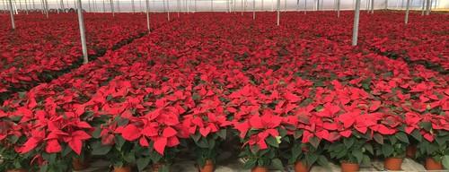Miraplant, empresa especializada en plantas ornamentales que aúna calidad y experiencia