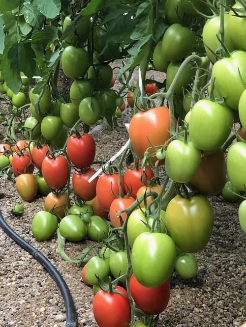 ISI Sementi presenta en Fruit Attraction el tomate pera Salathor F1 y el cherry redondo Milly F1