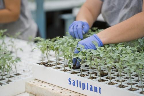 Semilleros Saliplant aplica numerosas medidas de profilaxis para obtener plantas de máxima calidad