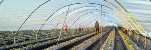 Plásticos inteligentes para berries en Huelva de Politiv