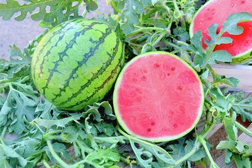 Intersemillas presenta su amplio catálogo  de variedades en Fruit Attraction 2019