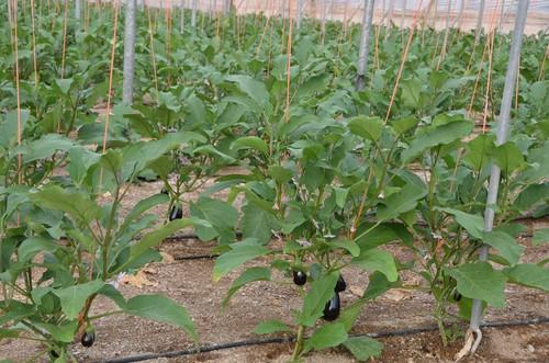Productores de berenjena se reunirán el miércoles en Campoejido para abordar la posibilidad de parar la producción y tirar producto por los bajos precios