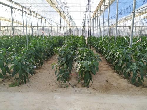Tecnova estará en la IV Edición de las Jornadas del Pimiento Temprano