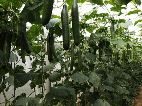 El precio del pepino se desploma y la berenjena sigue cotizando por debajo de los costes de producción