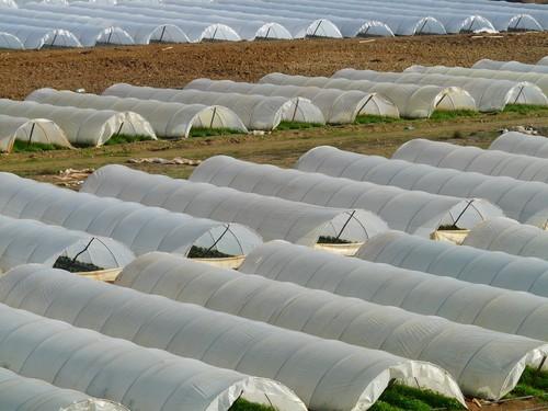 El esfuerzo investigador de SQM convierte a la empresa en marca puntera para la nutrición vegetal
