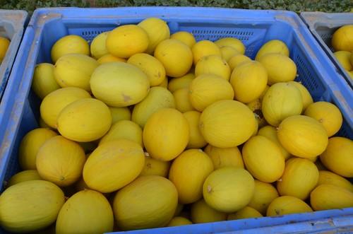 Don García F1, el amarillo para plantaciones tempranas de Ramiro Arnedo