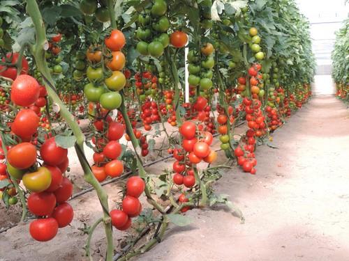  El Gobierno incrementa en 33,47 millones de euros el gasto en seguros agrarios durante el ejercicio 2019