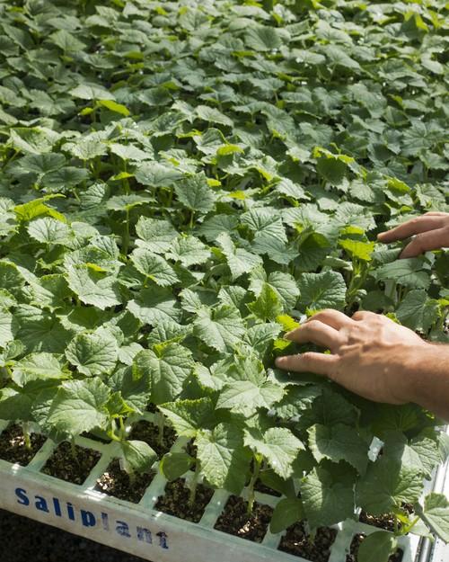 Semillero Saliplant, la mejor opción para el injerto,  con atención personalizada y calidad suprema