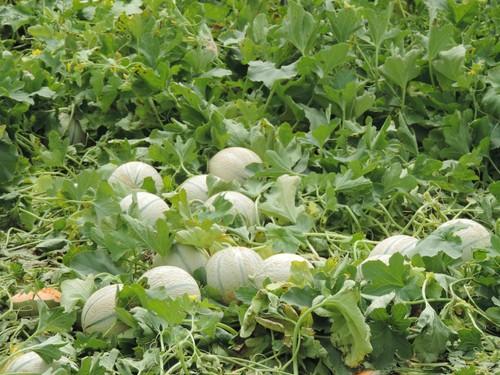 Seminis consolida auténticos bastiones  en su catálogo de melón para Almería