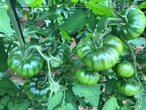 Seminis firma un contrato de exclusividad con Gavà Group para la comercialización de su variedad tipo San Marzano