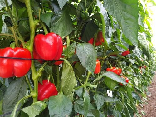 Syngenta pone en el mercado Bokken, su nuevo California rojo para temprano con resistencia a oídio