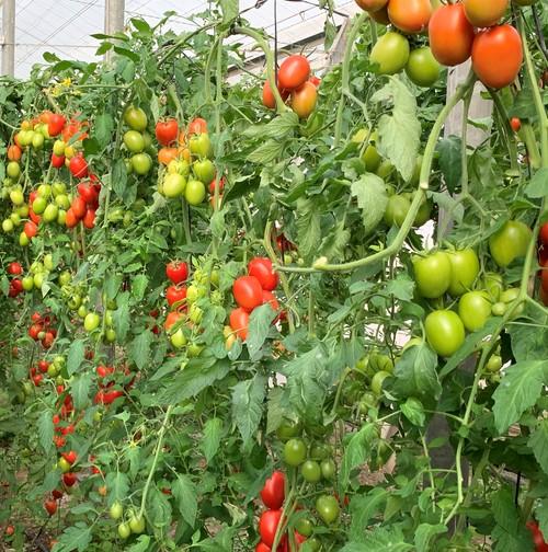 Salathor F1 y Botero F1 de ISI Sementi seguirán su excelente trabajo de otoño en el cultivo de primavera