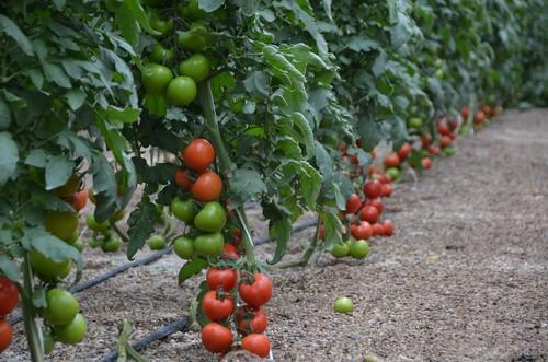 Nirit Seeds Ibérica consolida su evolución en el sector del tomate y aumenta su presencia en el mercado