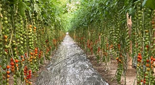 Milly F1, el cherry de sabor fácil de  cultivar de ISI Sementi