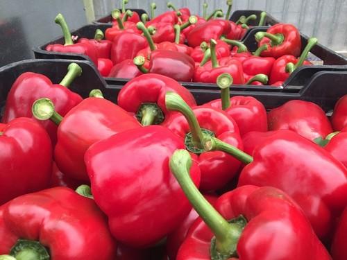 Los California rojos Top Arnon y Galiano de  Top Seeds, una garantía en su segmento