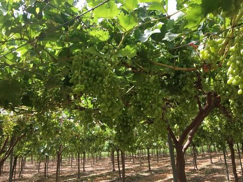 Vellsam aumenta a hasta 28 toneladas por hectárea la producción de uva de mesa en un ensayo en Jumilla