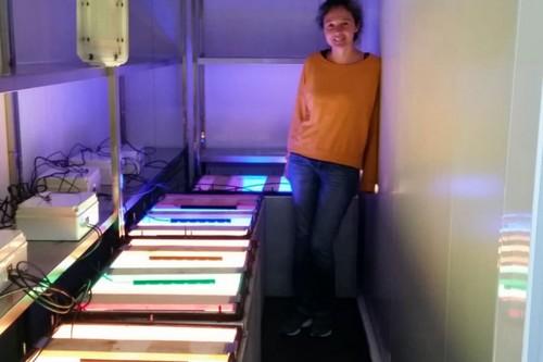 La UPCT logra con éxito cultivos verticales de lechuga y albahaca en interior de edificios utilizando lámparas led