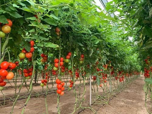 Hazera muestra su tomate rama Sotomayor a agricultores y técnicos en fincas de La Mojonera
