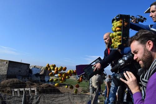 El tomate, la ruina para los agricultores y un manjar para los animales