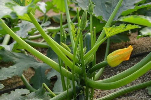Buena segunda semana del año para calabacín, pepino y berenjena que suben de precio en todos sus tipos