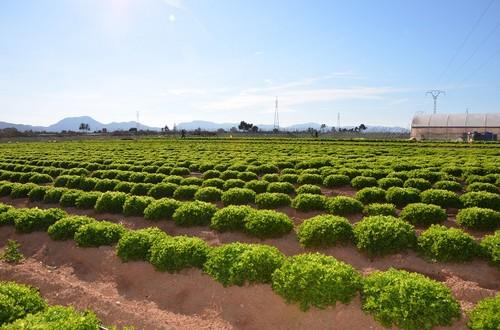 El valor de la exportación extracomunitaria de frutas y hortalizas creció un 22% hasta octubre