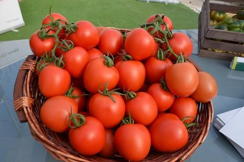 Harrison, el tomate pera destinado a exportación con el que HM.CLAUSE está sorprendiendo al mercado y al agricultor