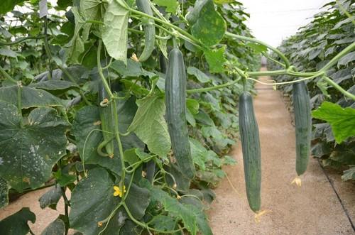 Las bajas temperaturas provocan una subida generalizada de los precios de los productos hortofrutícolas almerienses