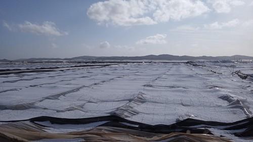 ASAJA cifra en más de 90 millones los daños causados por el granizo en el sector agrícola del Levante almeriense