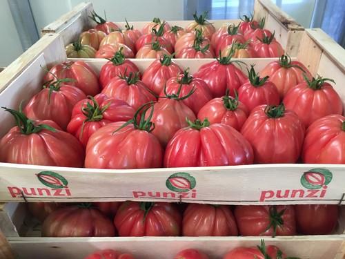 ISI Sementi destaca con sus variedades de tomate