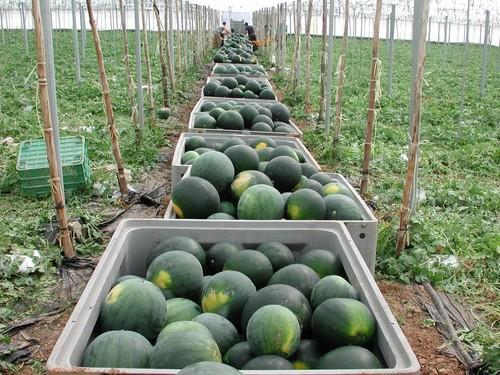 ASAJA espera un mantenimiento de la superficie de cosecha de melón y sandía en la provincia