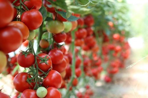 Los productos ecológicos de 18 empresas de la Región se muestran esta semana en la feria 'Biofach' de Núremberg