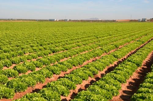 ISI Sementi amplía su gama con nuevas escarolas de verano y primavera