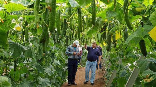 Nunhems suma Remo y Sedal a su catálogo de pepino holandés: mismo fruto, diferente planta