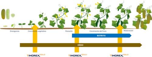 Timorex Gold®, la mejor forma de controlar el oídio y la botritis en hortícolas