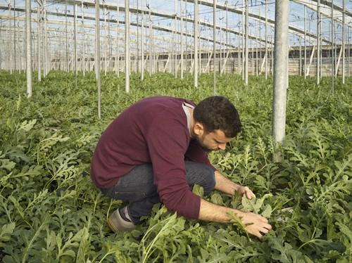 El control biológico en primavera es necesario para cerrar el ciclo de las plagas