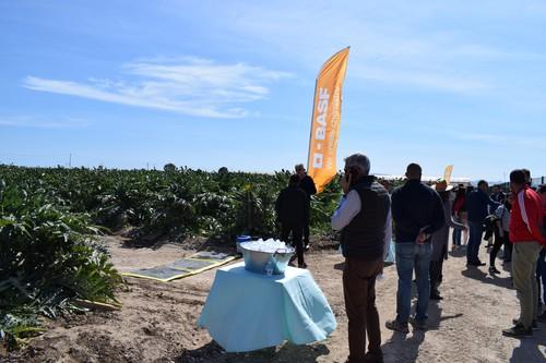 Nunhems aboga por aportar diversidad y conveniencia para aumentar el consumo de alcachofa en España