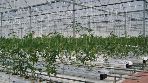 Grupo Agroponiente celebra el Día Mundial del Agua resaltando las innovaciones de nuestro campo para el buen uso de ésta