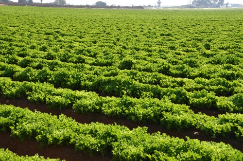  El Ministerio de Agricultura, Pesca y Alimentación convoca ayudas para prolongar los créditos concedidos a titulares de explotaciones agrarias afectadas por la sequía de 2017