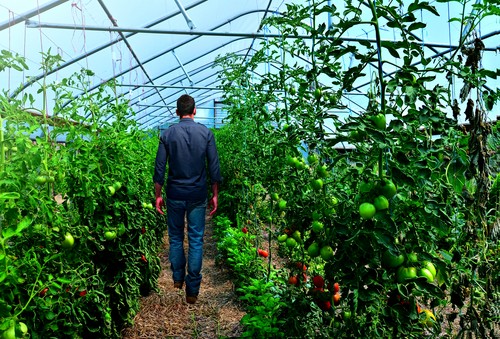 Spotlight® Plus, el herbicida de acción rápida contra malas hierbas dicotiledóneas de difícil control y rebrotes
