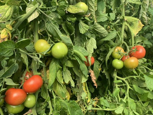 Calero, Relevo y Calabardina se consolidan en la zona tomatera de Murcia