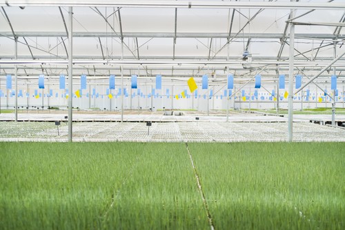 Semillero Saliplant, experiencia, seguridad y exclusividad en plántula hortícola ecológica
